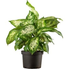 Serada Decor Plant Zarif Görünüşlü Difenbahya Bitkisi Sevgililer Gününe Özel Tül Kuşkonmaz