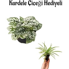 Serada Decor Plant Zarif Beyaz Yapraklı Hostes Çiçeği Sevgililer Gününe Özel Kurdele Çiçeği Hediyeli