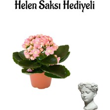 Serada Decor Plant Hediyelik Açık Pembe Kalanşo(Kalanchoe) Çiçeği Sevgililer Gününe Özel Helen Saksı Hediyeli
