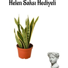 Serada Decor Plant Sarı Renkli Paşa Kılıcı Bitkisi Sevgililer Gününe Özel Helen Saksı Hediyeli
