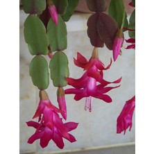 Serada Decor Plant Videolu 1 Adet Pembe Renk Yılbaşı Çiçeği 10-25 cm Tüplü Çiçekli Bodur Bitkiler Zygocactus