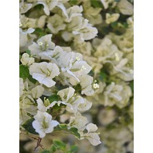 Serada Decor Plant Videolu 1 Adet Beyaz Begonvil Çiçeği 30-55 cm Tüplü Çiçekli Bodur Bitkiler(Begonia)