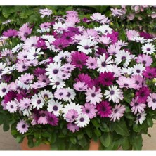 Serada Decor Plant Videolu Bodrum Papatyası 20-40 cm Kalıcı Bol Tomurcuklu Saksılı Bodur Bitki