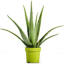 Serada Decor Plant Aloevera Bitkisi 30 cm Ev Bitkisi Ofis Bitkisi Salon Bitkisi