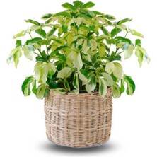 Serada Decor Plant Videolu Alacalı Şeflera Bitkisi (40 60 Cm)1 Adet Saksılı Iç Mekan Bitkisi Schefflera