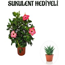 Serada Decor Plant Sevgililer Gününe Özel Pembe Renk Japon Gülü Çiçeği Sukulent Hediyeli