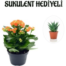 Serada Decor Plant Sevgililer Gününe Özel Turuncu Renk Kalanşo-Emel Hanım Çiçeği Sukulent Hediyeli
