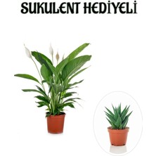 Serada Decor Plant Hediyelik Beyaz Barış Çiçeği Sevgililer Gününe Özel Sukulent Hediyeli