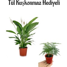 Serada Decor Plant Beyaz Çiçekli Barış Çiçeği Sevgililer Gününe Özel Tül Kuşkonmaz Hediyeli