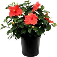 Serada Decor Plant Kırmızı Renk Japon Gülü Çiçeği + Tül Kuşkonmaz