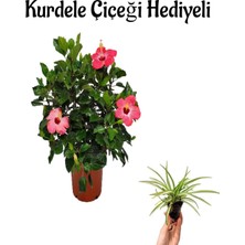 Serada Decor Plant Sevgililer Gününe Özel Pembe Japon Gülü(Hibiscus Rosa) Kurdele Çiçeği Hediyeli