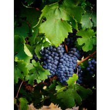 Serada Decor Plant Videolu Bol Verimli Merlot Üzüm Fidesi (40 60 Cm)1 Adet Tüplü Dış Mekan Ağacı Merlot