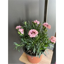 Serada Decor Plant Çiçeği Rengi Pembe Alacalı Fuşyadır ( Boyutu 10 cm / 15 Cm’dir. )