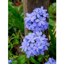 Serada Decor Plant Videolu Yasemin Mavi Renkli (20-40 Cm)1 Adet Saksılı Yasemin Fidesi Plumbago Blue Jasmine