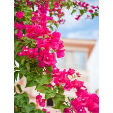 Serada Decor Plant Videolu Göz Alıcı Pembe Begonvil Çiçeği (30 60 Cm)1 Adet Saksılı Iç/ Dış Mekan Bitkisi Bougainvillea