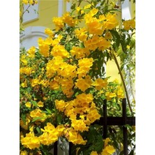 Serada Decor Plant Videolu Sarı Begonvil (90 100 Cm)1 Adet Saksılı Çiçekli Iç/ Dış Mekan Bitkisi Bougainvillea