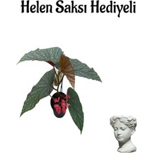 Serada Decor Plant Kırmızı Çiçekli Çilli Begonya Çiçeği Sevgililer Gününe Özel Helen Saksı Hediyeli