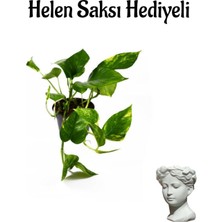 Serada Decor Plant Pothos Salon Sarmaşığı Sevgililer Gününe Özel Helen Saksı Hediyeli Ofis Bitkisi