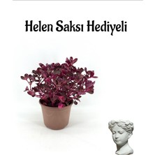 Serada Decor Plant Sevgililer Gününe Özel Çingene Şalvarı Çiçeği Hele Saksı Hediyeli