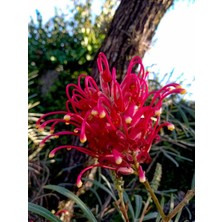 Serada Decor Plant Videolu Muhteşem Görüntüsüyle Gravilla Çiçeği (70 120 Cm)1 Adet Saksılı Dış Mekan Bitkisi