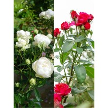 Serada Decor Plant Videolu Yediveren Samuray Beyaz ve Kırmızı (30 60 Cm) 2 Adet Saksılı Aşılı Gül White And Red Rose