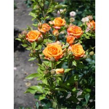 Serada Decor Plant Videolu Minyatür Gül Turuncu Renkli(20 40 Cm) 1 Adet Aşılı Gül Orange Rose
