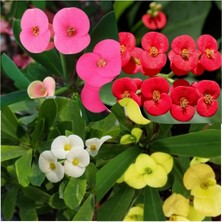 Serada Decor Plant 4 Adet Dikenler Tacı Sarı Kırmızı Pembe Beyaz 4lü Set (Hediye Çiçekli)