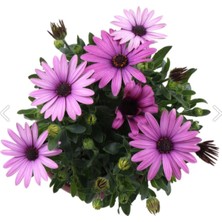 Serada Decor Plant Bodrum Papatyası - Osteospermum - Saksı'da Canlı Çiçek