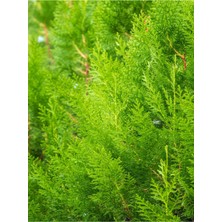 Serada Decor Plant Videolu Kokulu Limoni Servi Fidanı (30 50 Cm) 1 Adet Saksılı /tüplü Cupresus Macrocarpa