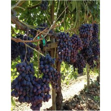 Serada Decor Plant Videolu Lezzetli Üzüm Asması Fidanı 30-60 cm Tüplü Çiçekli Bodur Bitkiler "grapevine"