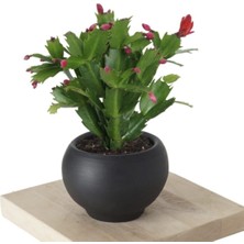 Serada Decor Plant Yılbaşı Kaktüsü