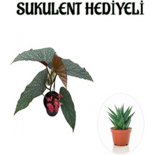Serada Decor Plant Hediyelik Çiçekli Çilli Begonya Çiçeği Sevgililer Gününe Özel Sukulent Hediyeli