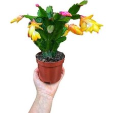 Serada Decor Plant Hediyelik Sarı Renk Yılbaşı Çiçeği Sevgililer Gününe Özel Tül Kuşkonmaz