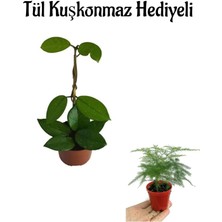 Serada Decor Plant Pembe Renk Hoya Çiçeği Bitkisi Sevgililer Gününe Özel Tül Kuşkonmaz Hediyeli