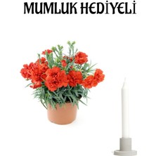 Serada Decor Plant Sevgililer Günü Hediyesi Kırmızı Karanfil Çiçeği Mumluk Hediyeli