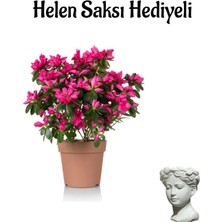 Serada Decor Plant Pembe Renk Açelya Çiçeği Sevgilier Gününe Özel Helen Saksı Hediyeli