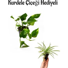 Serada Decor Plant Pothos Salon Sarmaşığı Sevgililer Gününe Özel Helen Saksı Hediyeli Ofis Bitkisi