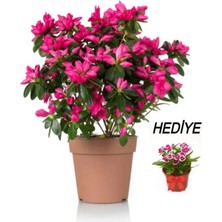 Serada Decor Plant Videolu Sevgililer Gününe Özel Hüsnüyusuf Hediyeli Açelya Bitkisi (20 30CM)1 Adet Rhododendron