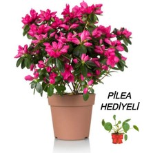 Serada Decor Plant Videolu Sevgililer Gününe Özel Pilea Çiçeği Hediyeli Açelya Çiçeği (20 30 Cm)1 Adet Rhododendron