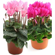 Serada Decor Plant Videolu Favori Set Sıklamen Çiçeği (20 35CM)2 Adet Saksılı Hediyelik Canlı Bitki Cyclamen
