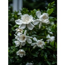 Serada Decor Plant Videolu 1 Adet Özel Kokulu Gardenya Çiçeği Ofis Bitkisi 25-35 cm Saksılı Iç Mekan Bitki Gardenia
