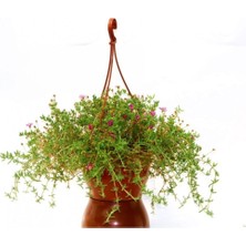 Serada Decor Plant Acem Halısı - Askılı Saksıda Hediyelik