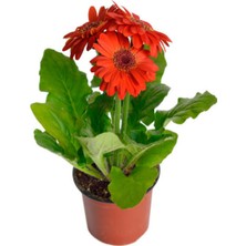 Serada Decor Plant Videolu Bodrum Papatyası Turuncu Renkli (30 35 Cm)1 Adet Saksılı Gazina Bitkisi Osteospermum
