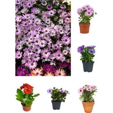 Serada Decor Plant Videolu Bodrum Papatyası 4 Farklı Renkli (20 40 Cm)4 Adet Canlı Bitki Gazania