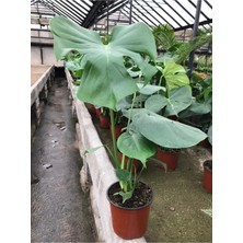 Serada Decor Plant Deve Tabanı Bitkisi Monstera Deliciosa Ithal 60-70CM