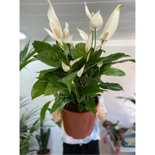 Serada Decor Plant Barış Çiçeği Bol Çiçekli 70-80 cm Saksı Çapı 24 cm Xl