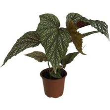 Serada Decor Plant Çilli Begonya