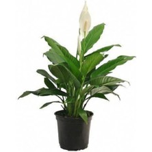 Serada Decor Plant Barış Çiçeği Spathiphyllum Sokak Lambası Ev Bitkisi Ofis Bitkisi