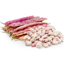 Serada Decor Plant Süper Paket 500 Adet Tohum Sırık Barbunya Fasulyesi Tohumu Fasülye Tohumu