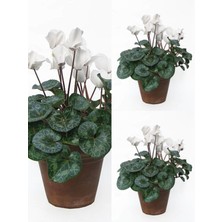 Serada Decor Plant Videolu Parlak Yapraklı Sıklamen Çiçeği (20 35 Cm) 3 Adet Iç/dış Ofis Bitkisi Cyclamen